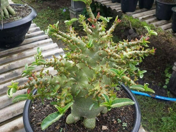 Adenium KHZ Art Seeds(Best Coral Form) - 10+1 seeds