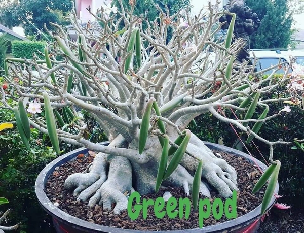 Adenium Green Pod Seeds  - 10+1 seeds