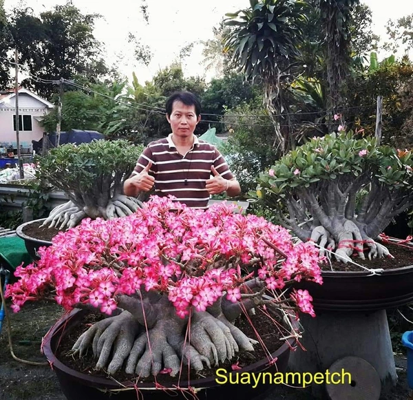 Adenium Suaynampetch Seeds - 10+1 seeds