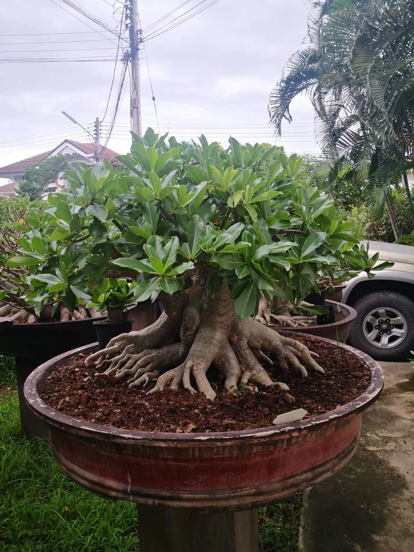 Adenium Green Arabicum (F2) Seeds - 10+1 seeds