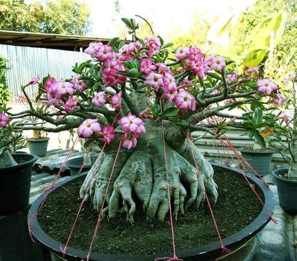 Adenium Ara Dork Dok Seeds - 10+1 seeds