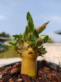 Adenium Arabicum Godji F2 seeds. - 5 Seeds