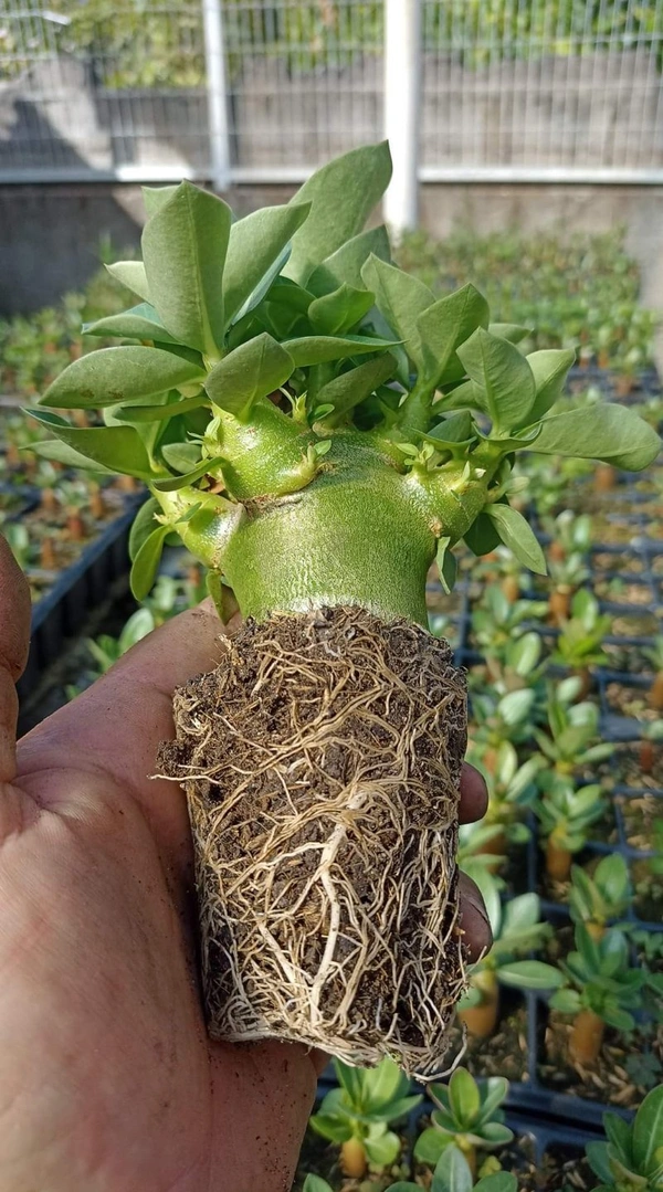 Adenium Arabicum Godji F2 seeds. - 5 seeds
