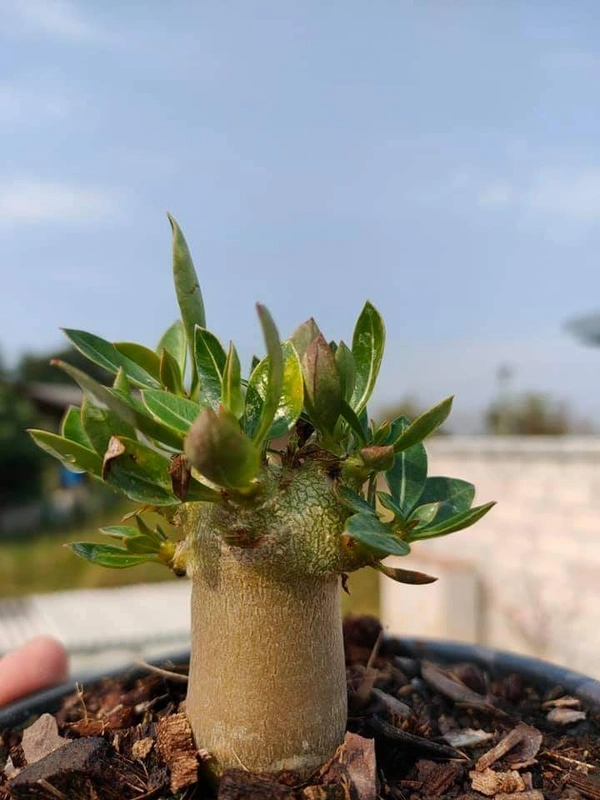 Adenium Arabicum Godji F2 seeds. - 5 seeds