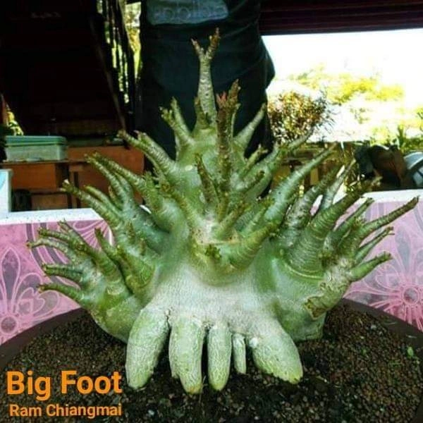 Adenium Big Foot Seeds - 5 seeds
