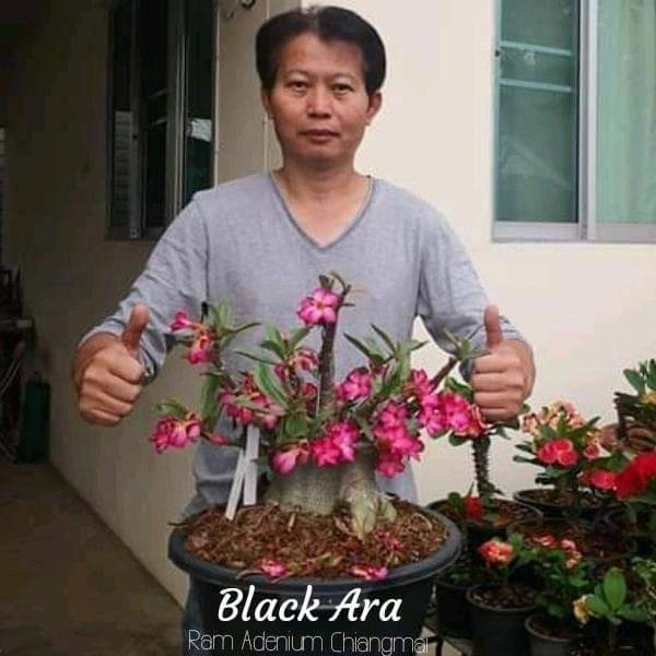 Adenium Black Ara X Khaoyai Seeds - 5 seeds