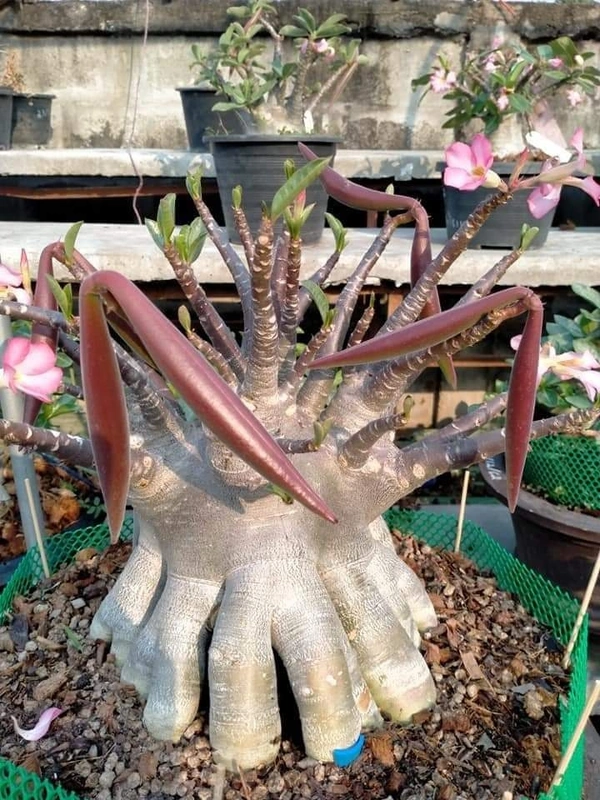 Adenium Black Ara X Khaoyai Seeds - 5 seeds