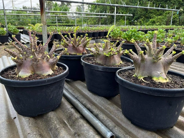 Adenium Black Skin KAMALEA seeds - 10 Seeds