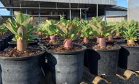 Adenium Black Skin Aung Seed Red Bangle x Black Pearl seeds - 5 Seeds