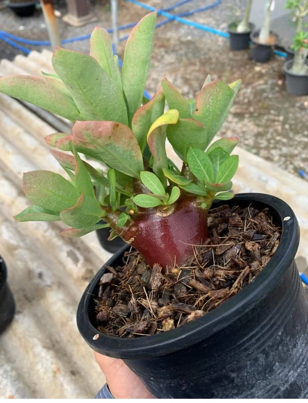 Adenium Black Skin Aung Seed Red Bangle x Black Pearl seeds - 5 Seeds