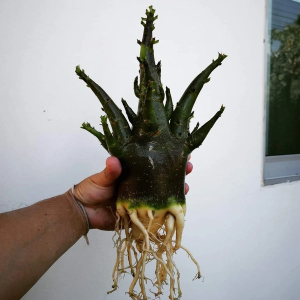 Adenium Black Skin Aueng x WDD seeds - 5 Seeds