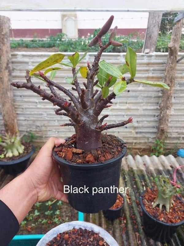 Adenium Black Skin Black Panter seeds - 10+1 Seeds