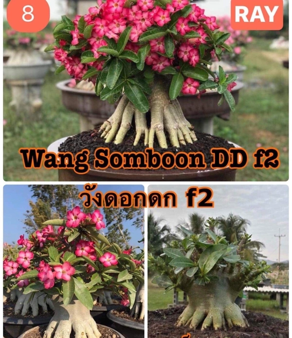 Adenium Wang Somboon DD F2 Seeds - 10+1 seeds