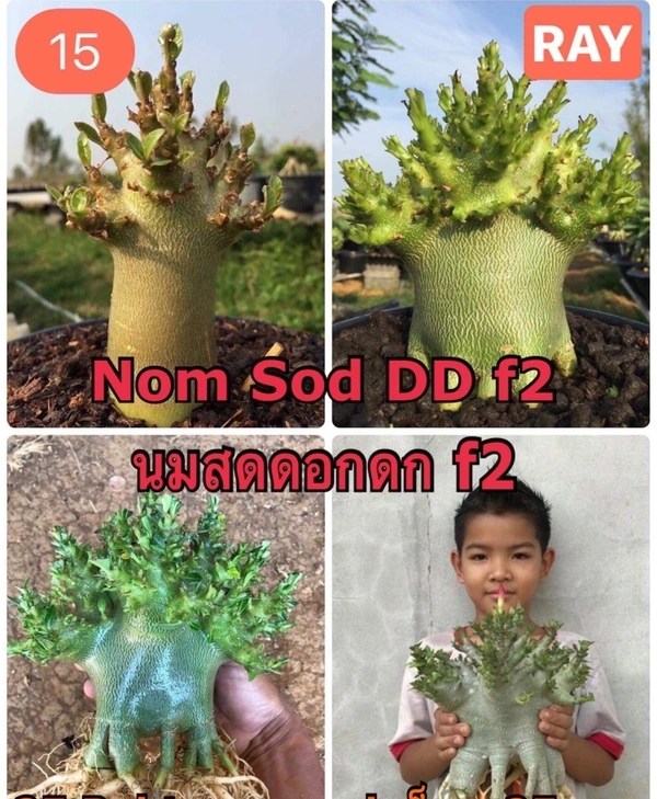 Adenium Nomsod DD F2 Seeds - 5 Seeds