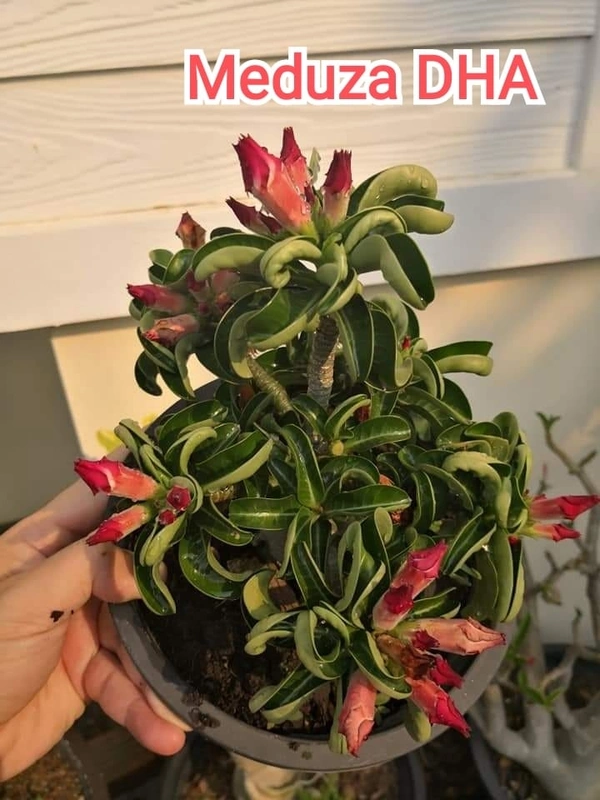 Adenium Meduza Dha Seeds. - 5 seeds