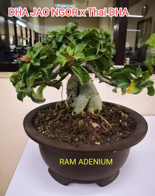 Adenium Jao Ngor X Thai DHA Seeds - 10 seeds