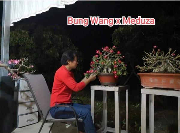 Adenium Bungwang X Meduza DHA Seeds - 10 Seeds