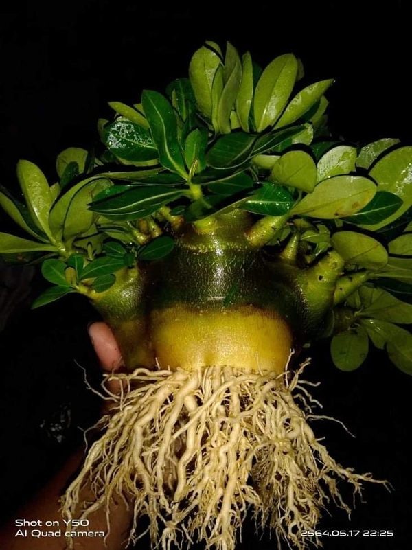 Adenium Arabicum Black Skin Black King seeds  - 10 seeds