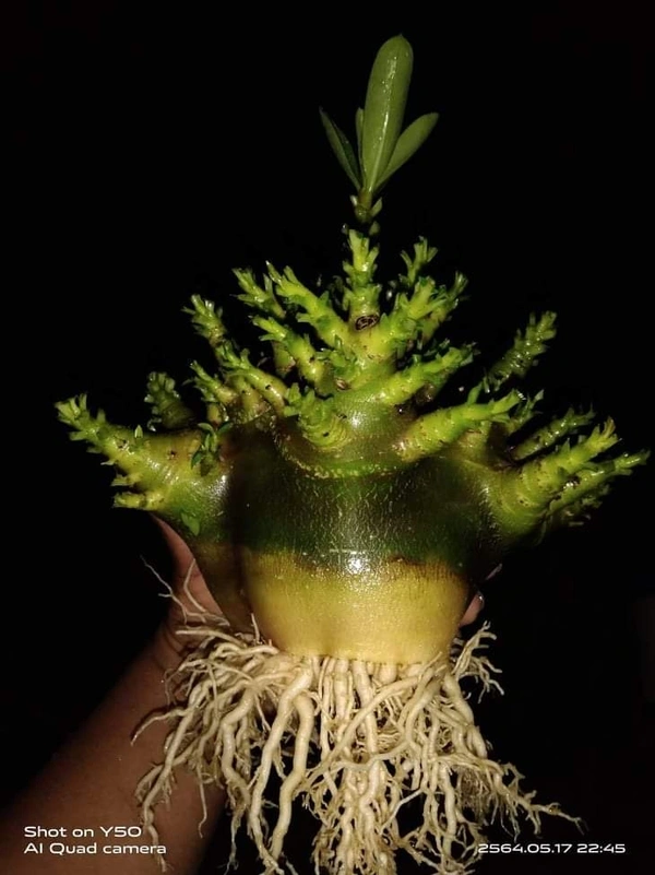 Adenium Arabicum Black Skin Black King seeds  - 10 seeds
