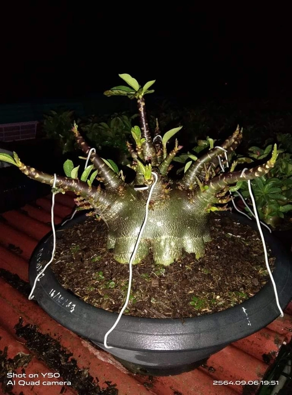 Adenium Arabicum Imported Black Skin "Khao Hin Son + Wang Somboon" seeds  - 10 seeds
