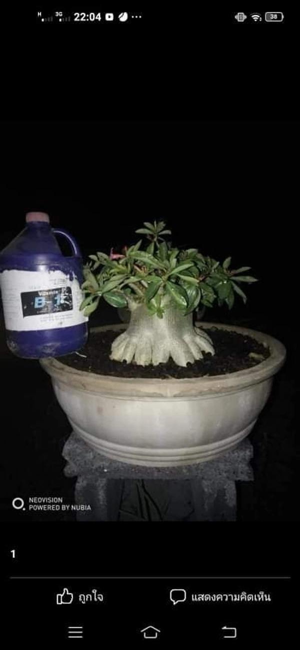 Imported Adenium Arabicum Gold Bucket Seeds  - 10 seeds