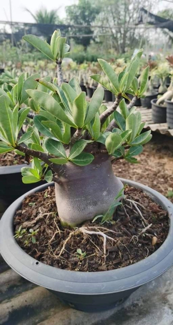 Imported Adenium Arabicum Black Skin Black Mungkong Seeds - 5 seeds