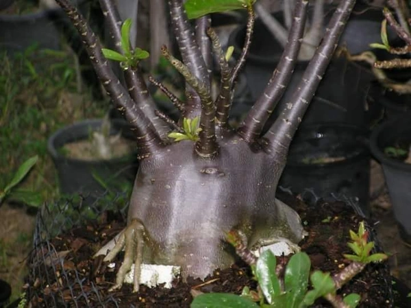 Imported Adenium Arabicum Black Skin Black Mungkong Seeds - 5 seeds