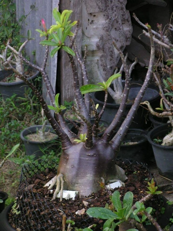 Imported Adenium Arabicum Black Skin Black Mungkong Seeds - 5 seeds