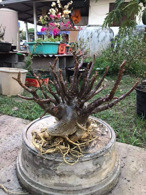 Imported Adenium Arabicum Black Skin Black Nangapaya Seeds - 5 seeds