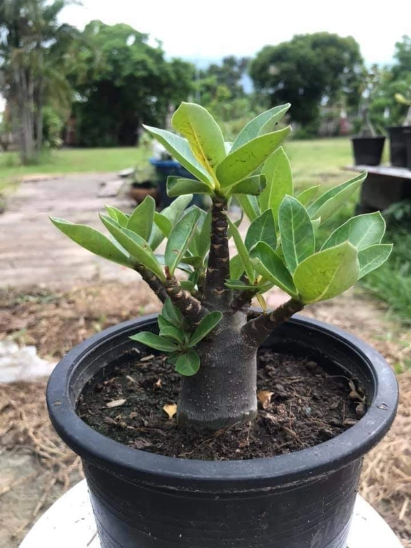 Imported Adenium Arabicum Black Skin Black Nangapaya Seeds - 5 seeds
