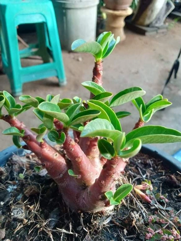 Imported Adenium Arabicum Black Skin "Choco" Seeds - 10 seeds