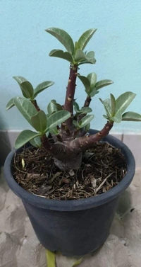 Imported Adenium Arabicum Black Skin "Choco" Seeds - 10 seeds