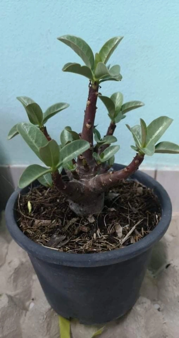Imported Adenium Arabicum Black Skin "Choco" Seeds - 10 seeds