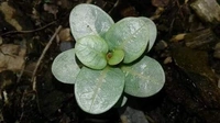 Imported Adenium arabicum PPL Piya seeds - 10 seeds