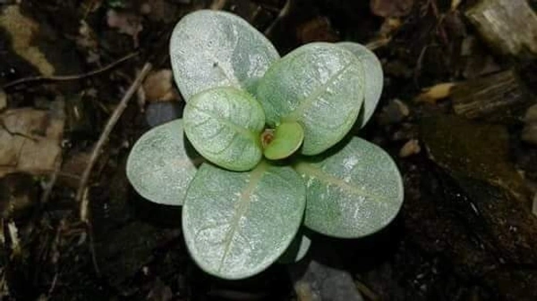 Imported Adenium arabicum PPL Piya seeds - 10 seeds