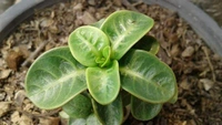 Imported Adenium arabicum PPL Piya seeds - 10 seeds