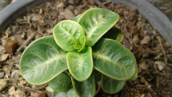 Imported Adenium arabicum PPL Piya seeds - 10 seeds