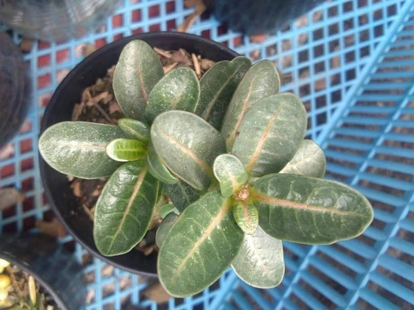 Imported Adenium arabicum PPL Piya seeds - 10 seeds