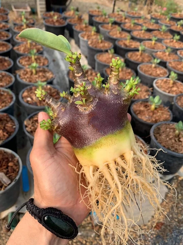  Black Spear Imported Adenium Arabicum Black Skin Seeds - 10 seeds