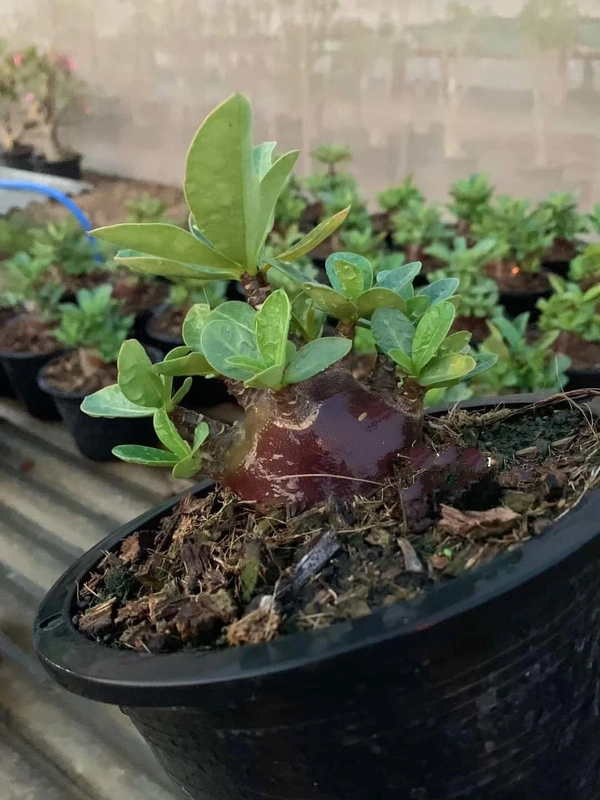  Black Spear Imported Adenium Arabicum Black Skin Seeds - 10 seeds