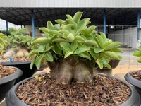  Black Spear Imported Adenium Arabicum Black Skin Seeds - 10 seeds