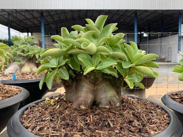  Black Spear Imported Adenium Arabicum Black Skin Seeds - 10 seeds