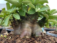  Black Spear Imported Adenium Arabicum Black Skin Seeds - 10 seeds