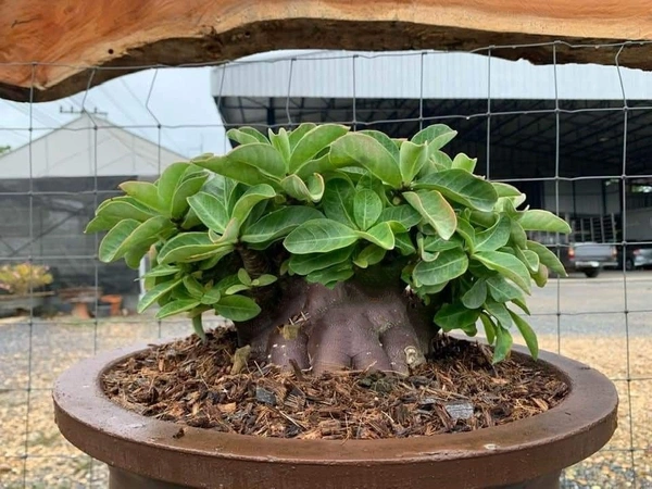 KAPPI Imported Adenium Arabicum Black Skin Seeds - 5 Seeds