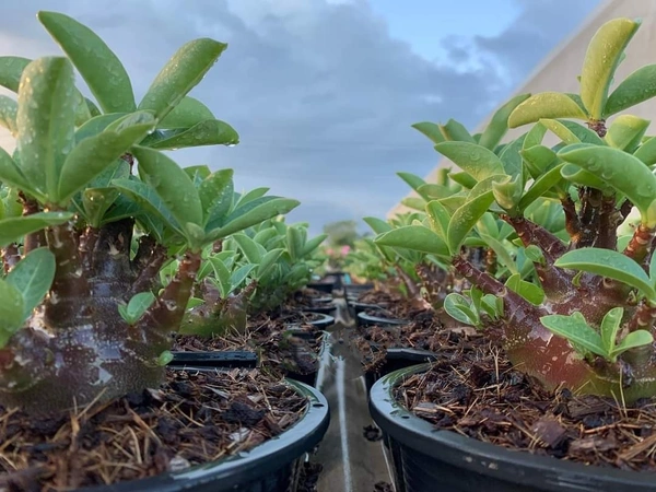 KAPPI Imported Adenium Arabicum Black Skin Seeds - 5 Seeds