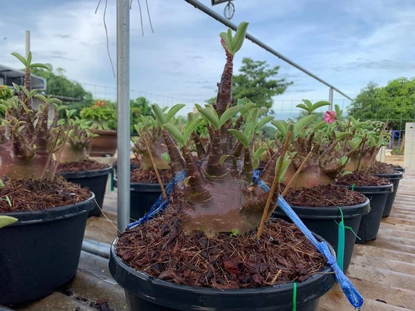 KAPPI Imported Adenium Arabicum Black Skin Seeds - 5 Seeds
