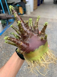 KAPPI Imported Adenium Arabicum Black Skin Seeds - 5 Seeds