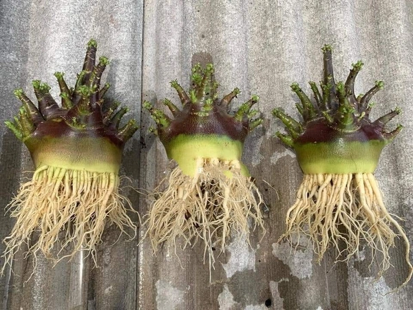KAPPI Imported Adenium Arabicum Black Skin Seeds - 5 Seeds