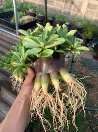 Kalamea Imported Adenium Arabicum Black Skin Seeds - 5 Seeds