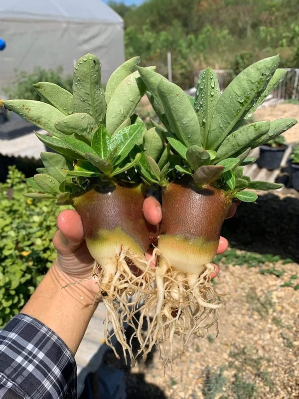 Kalamea Imported Adenium Arabicum Black Skin Seeds - 5 Seeds